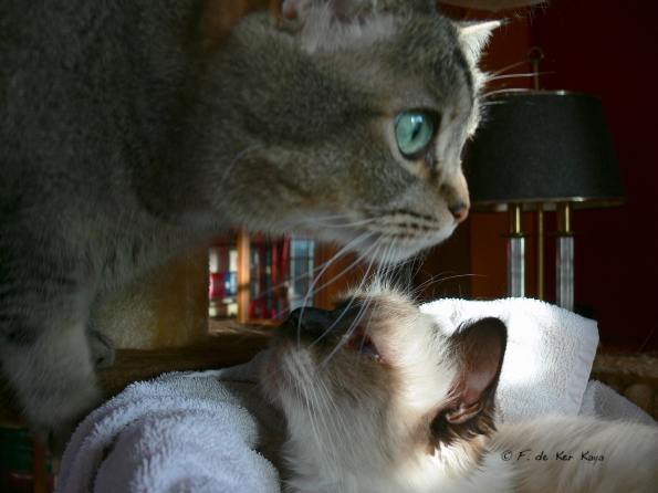 C'est mon BB - C'est ma Maman